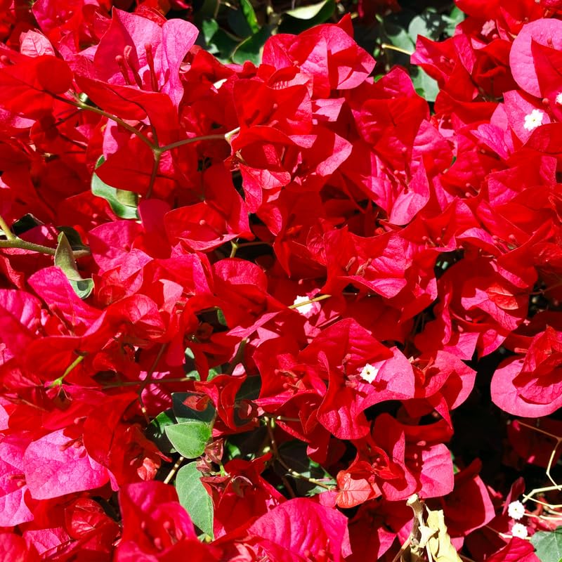 Pink Bougainvillea Starter Plants G3314