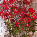 Pink Bougainvillea Starter Plants G3314