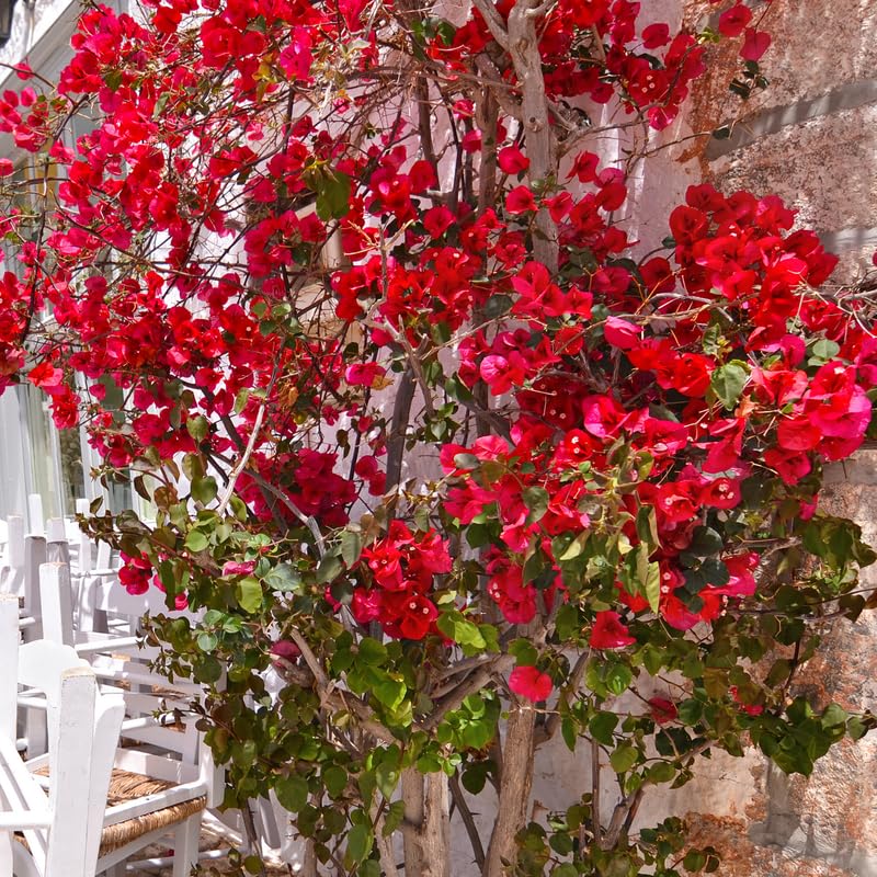 Pink Bougainvillea Starter Plants G3314