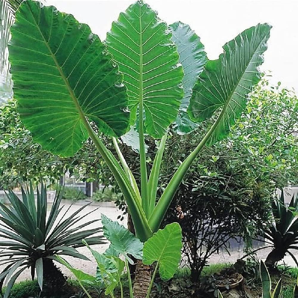 1 Large Bulb Giant Elephant Ears E5916