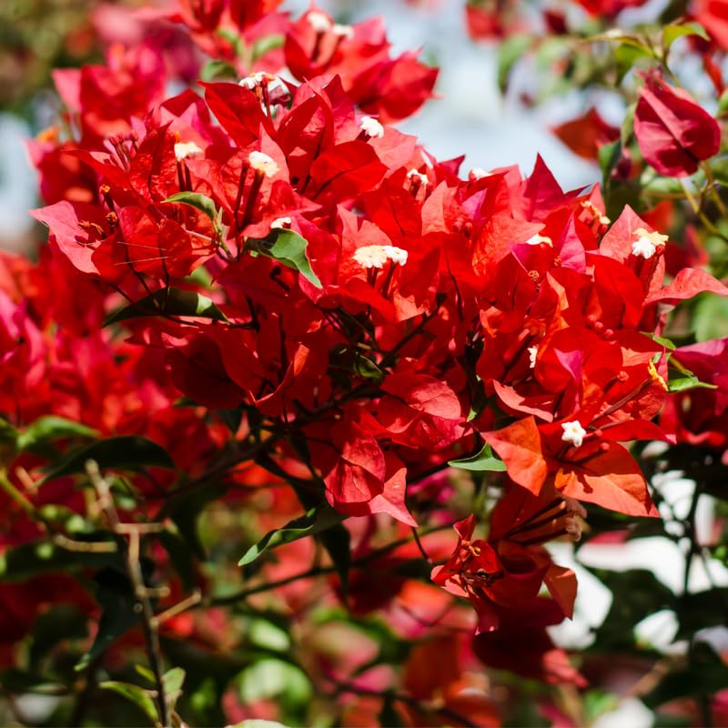 Pink Bougainvillea Starter Plants G3314
