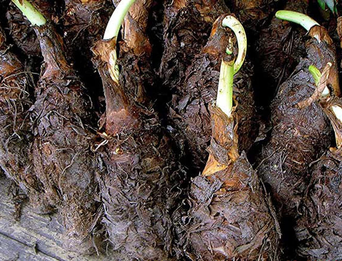 1 Large Bulb Giant Elephant Ears E5916