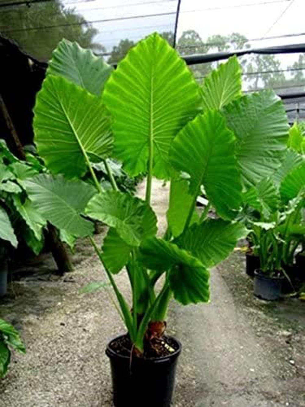 1 Large Bulb Giant Elephant Ears E5916