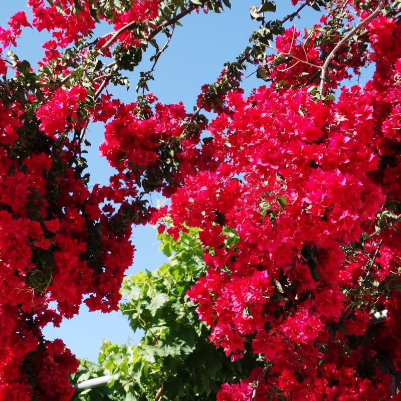 Pink Bougainvillea Starter Plants G3314