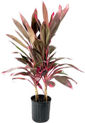 10 Inch Cordyline Red Sister Hawaiian Ti Plant Y4036
