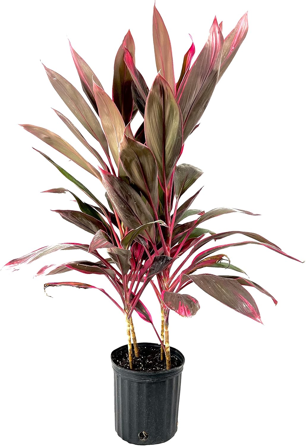 10 Inch Cordyline Red Sister Hawaiian Ti Plant Y4036