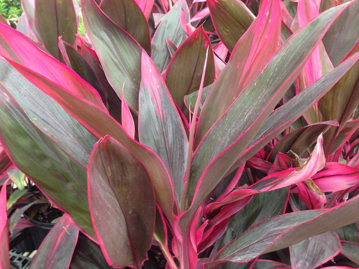 10 Inch Cordyline Red Sister Hawaiian Ti Plant Y4036