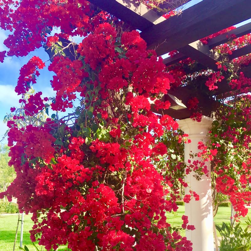 Pink Bougainvillea Starter Plants G3314