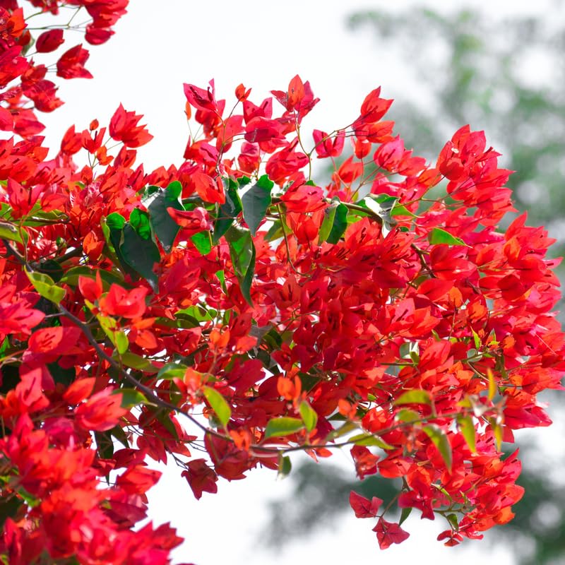 Pink Bougainvillea Starter Plants G3314