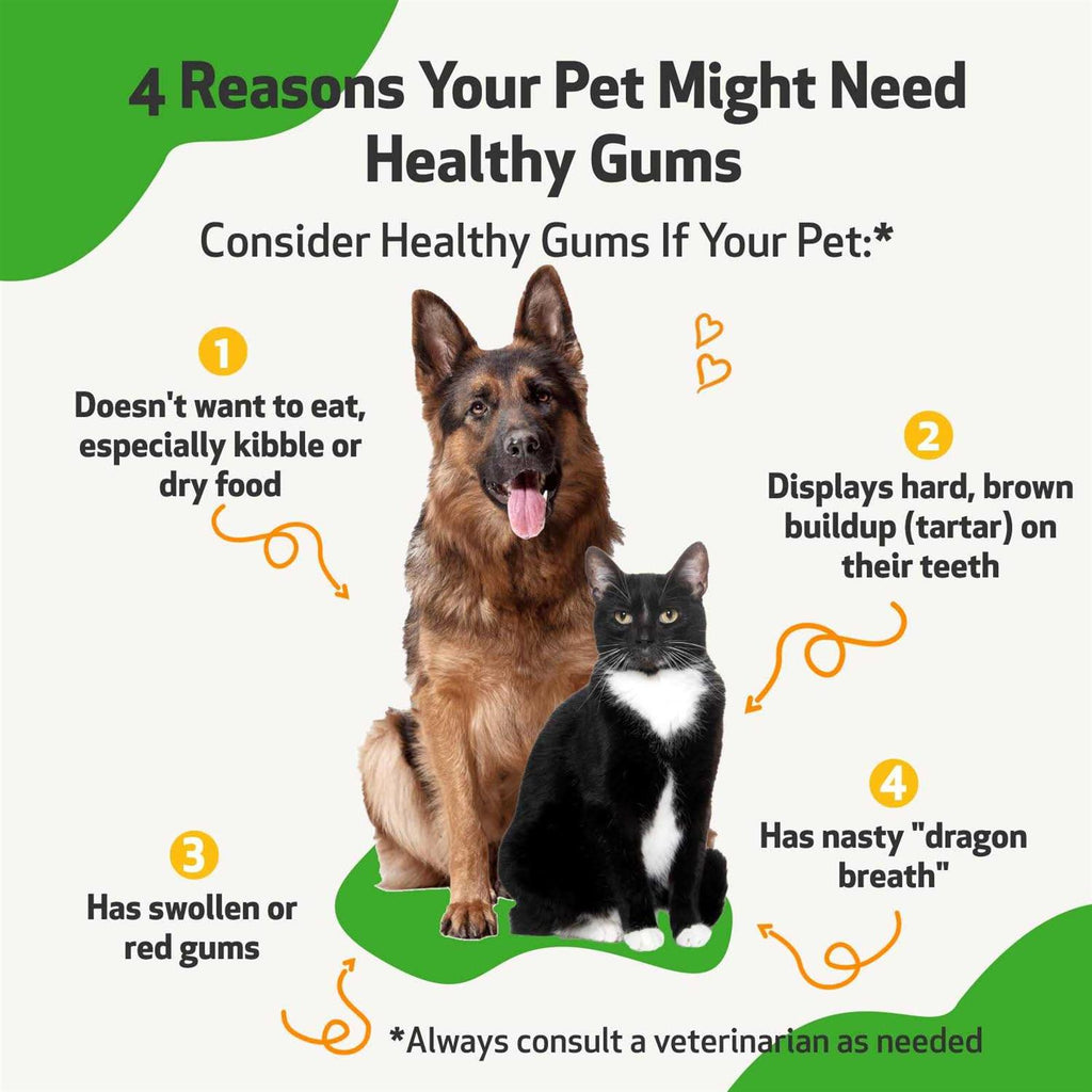 Healthy Gums for Feline Periodontal Health F9367
