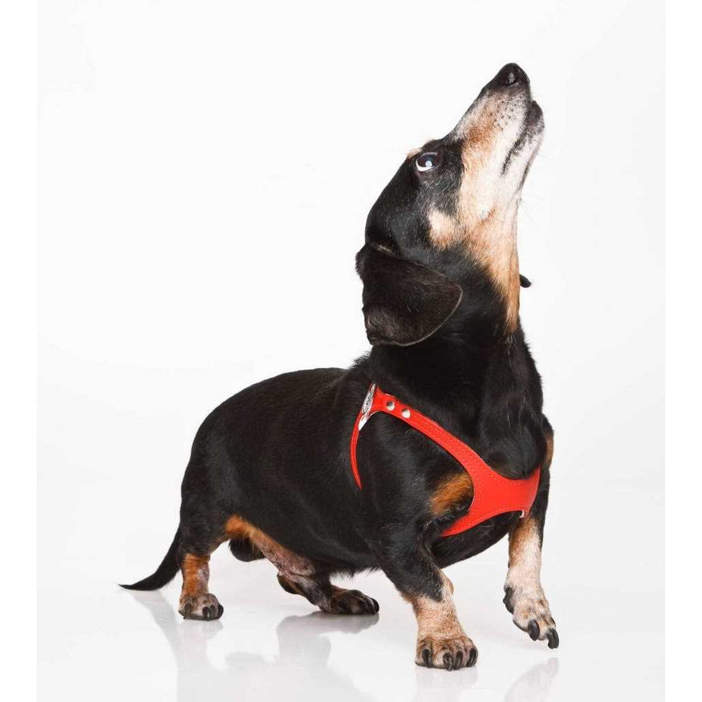 Pebble Grain Harness E141