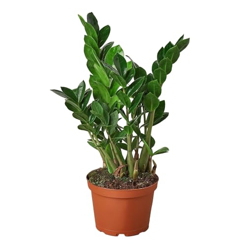 ZZ Plant Indoor Houseplant with Glossy Foliage B9902