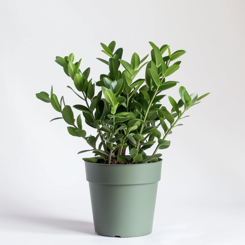 ZZ Plant Indoor Houseplant with Glossy Foliage B9902