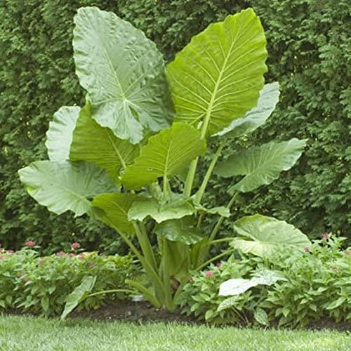 1 Large Bulb Giant Elephant Ears E5916