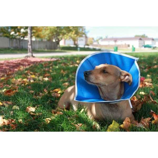 Recovery Collar Q62102