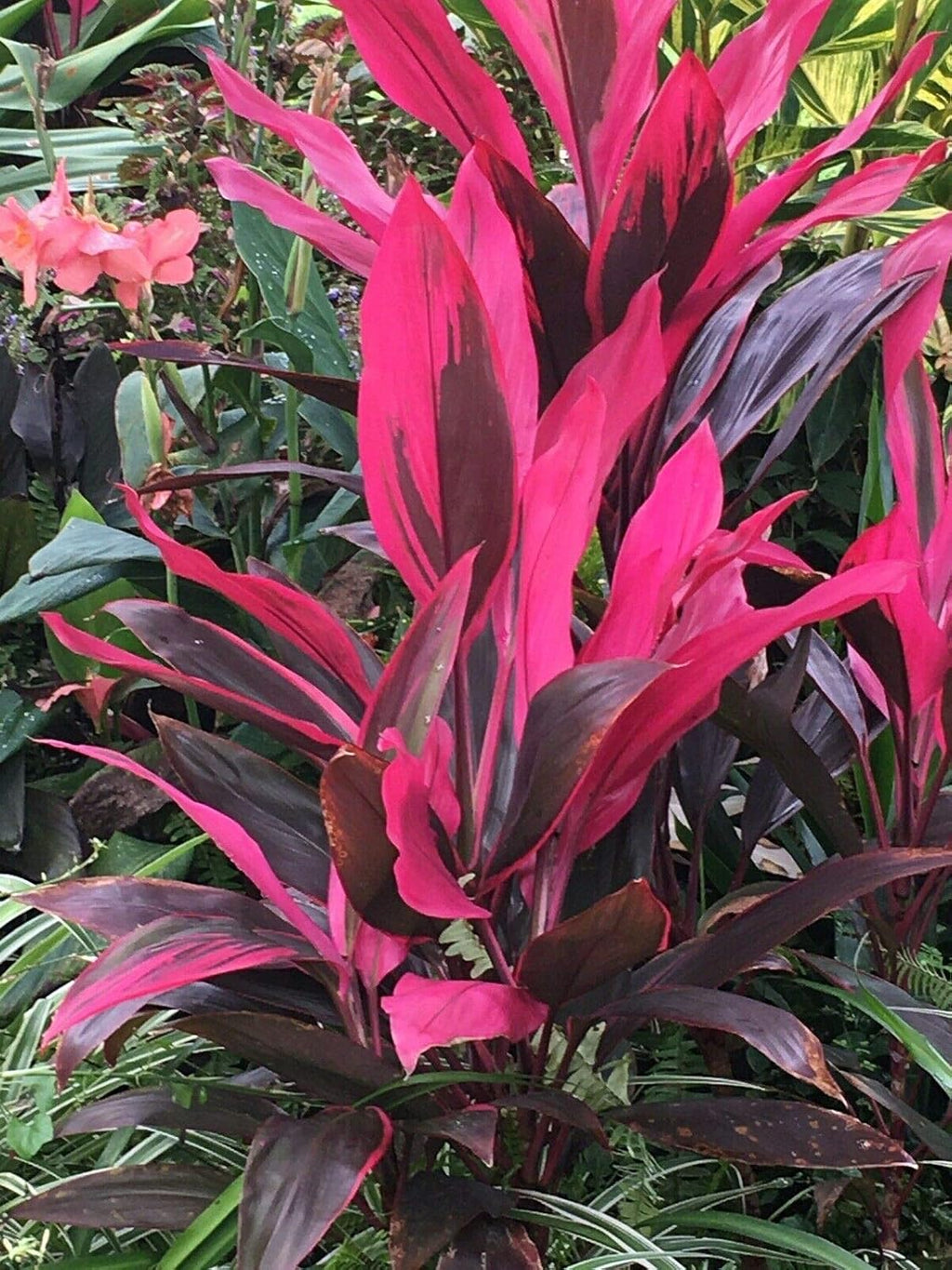 10 Inch Cordyline Red Sister Hawaiian Ti Plant Y4036