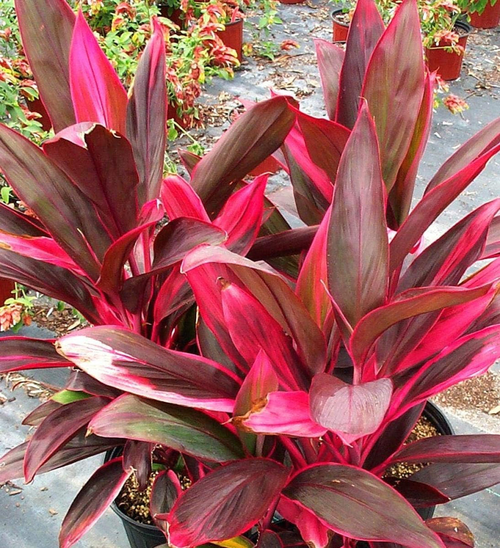 10 Inch Cordyline Red Sister Hawaiian Ti Plant Y4036