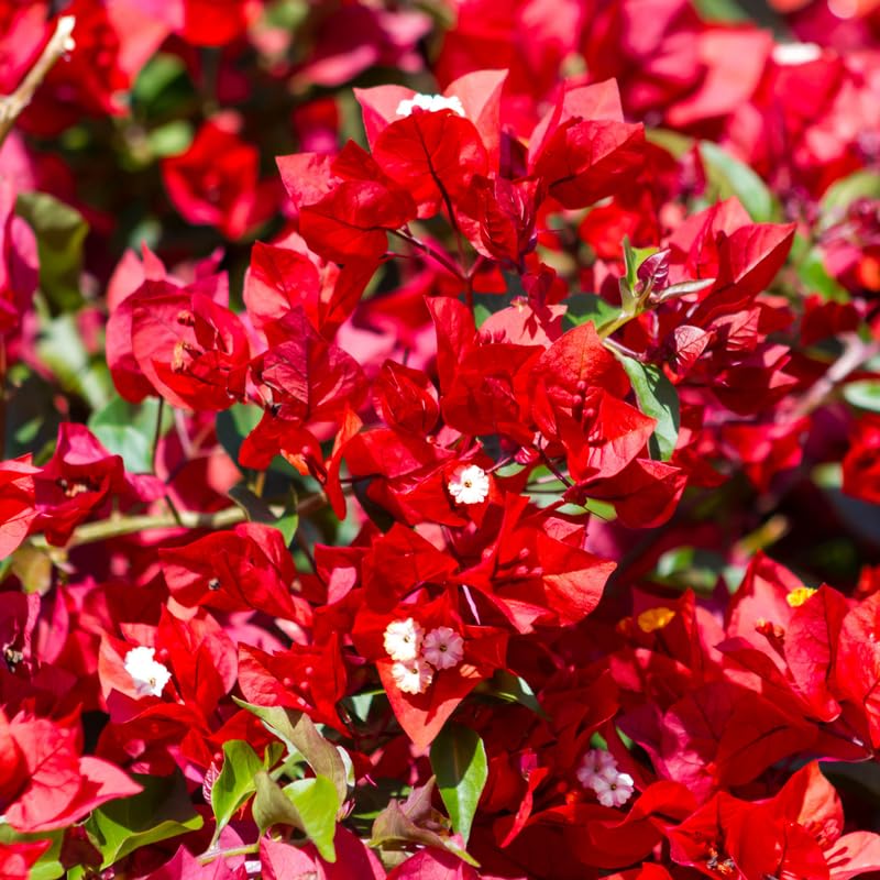 Pink Bougainvillea Starter Plants G3314
