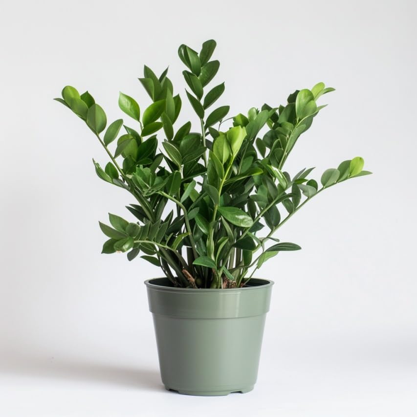 ZZ Plant Indoor Houseplant with Glossy Foliage B9902