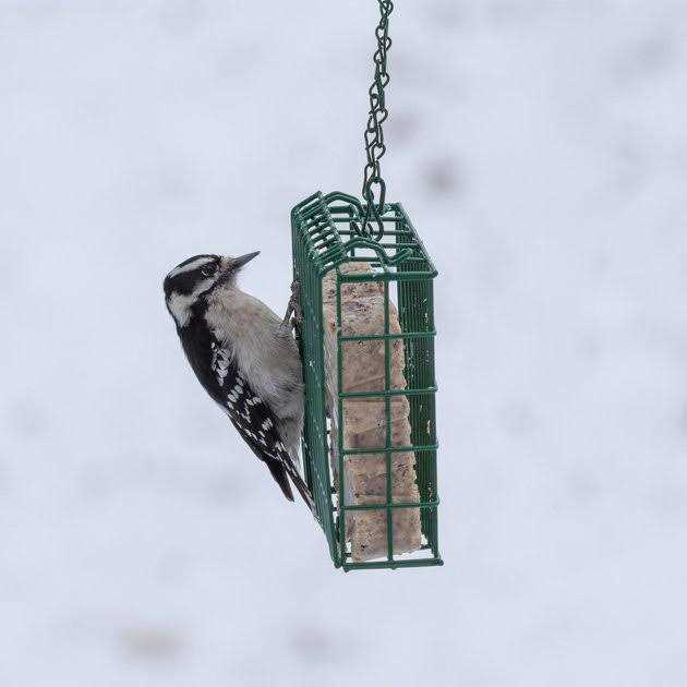 High Energy Suet D3171