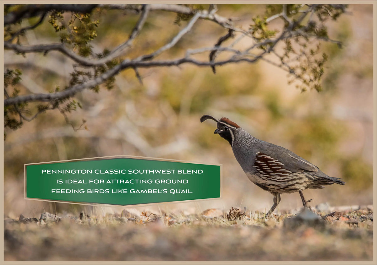 Southwest Blend Wild Bird Food 40 lbs. O989777