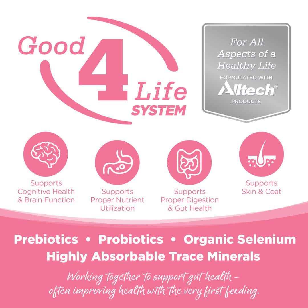 Grain Free Salmon Dog Food F1628